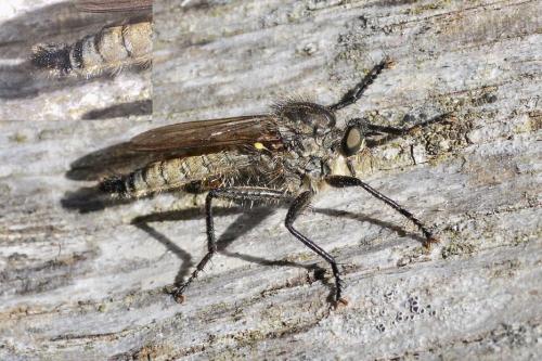 Asilinae